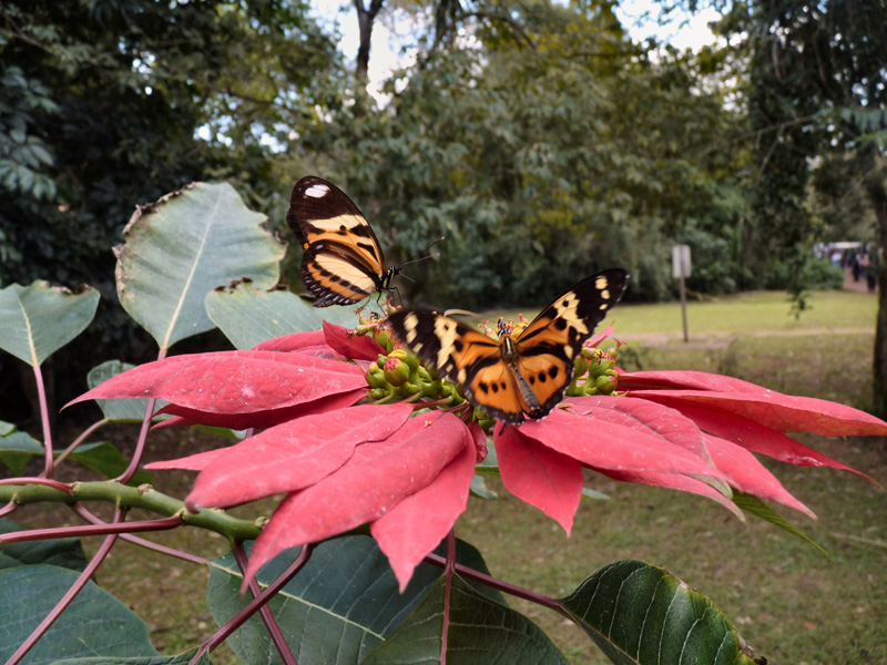 Un papillon des tropiques sur une rose géante de Nöel (Poinsettia, véritable arbre ici) 