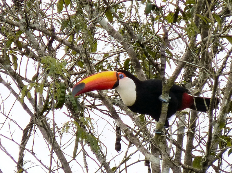 ...Ce magnifique toucan en liberté ! La chasse a été bonne ! 