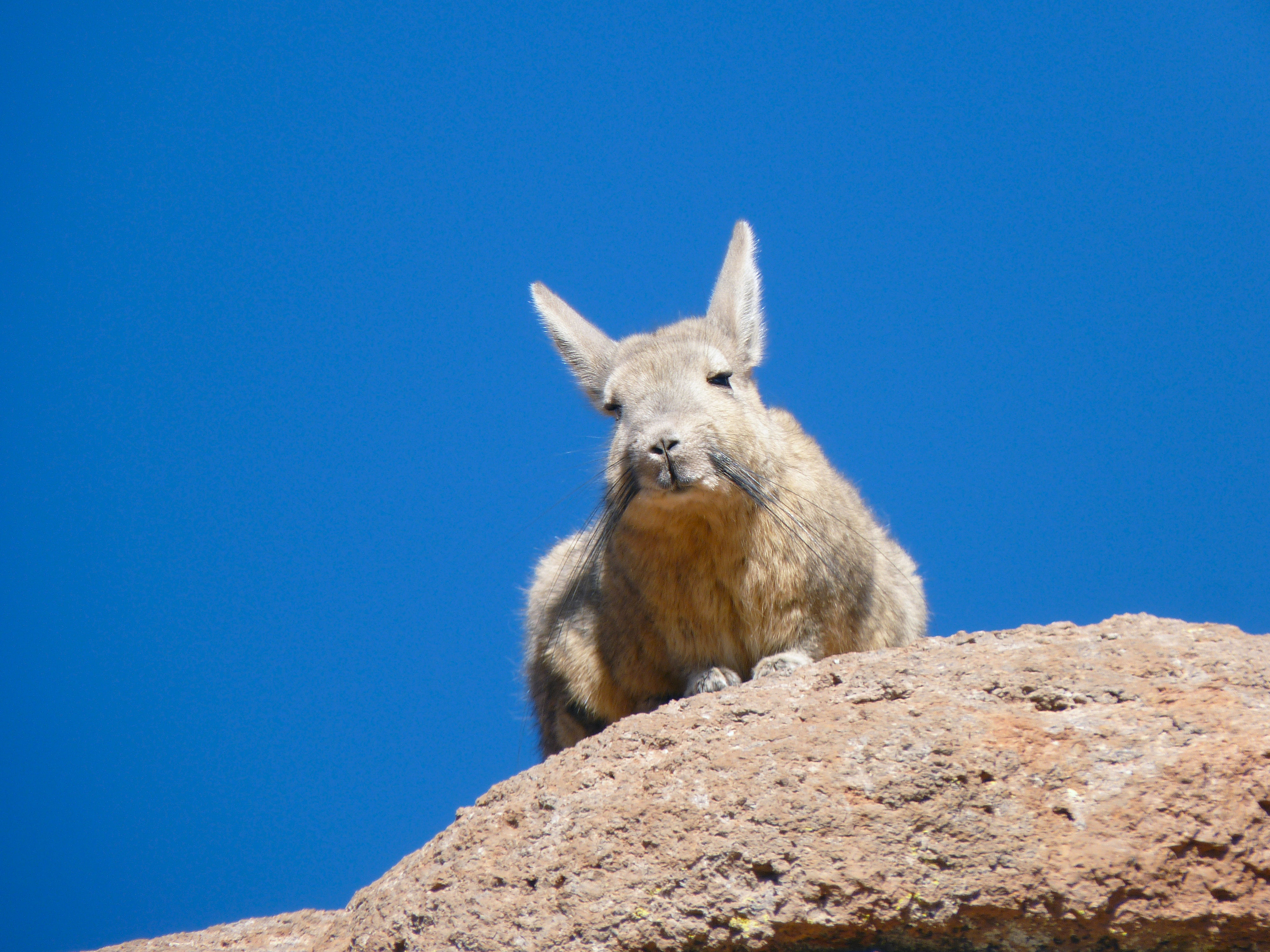 A ces hauteurs extrêmes, la vie s'encourage à se maintenir : des lapins géants se nourrissent de lichens verdoyants 