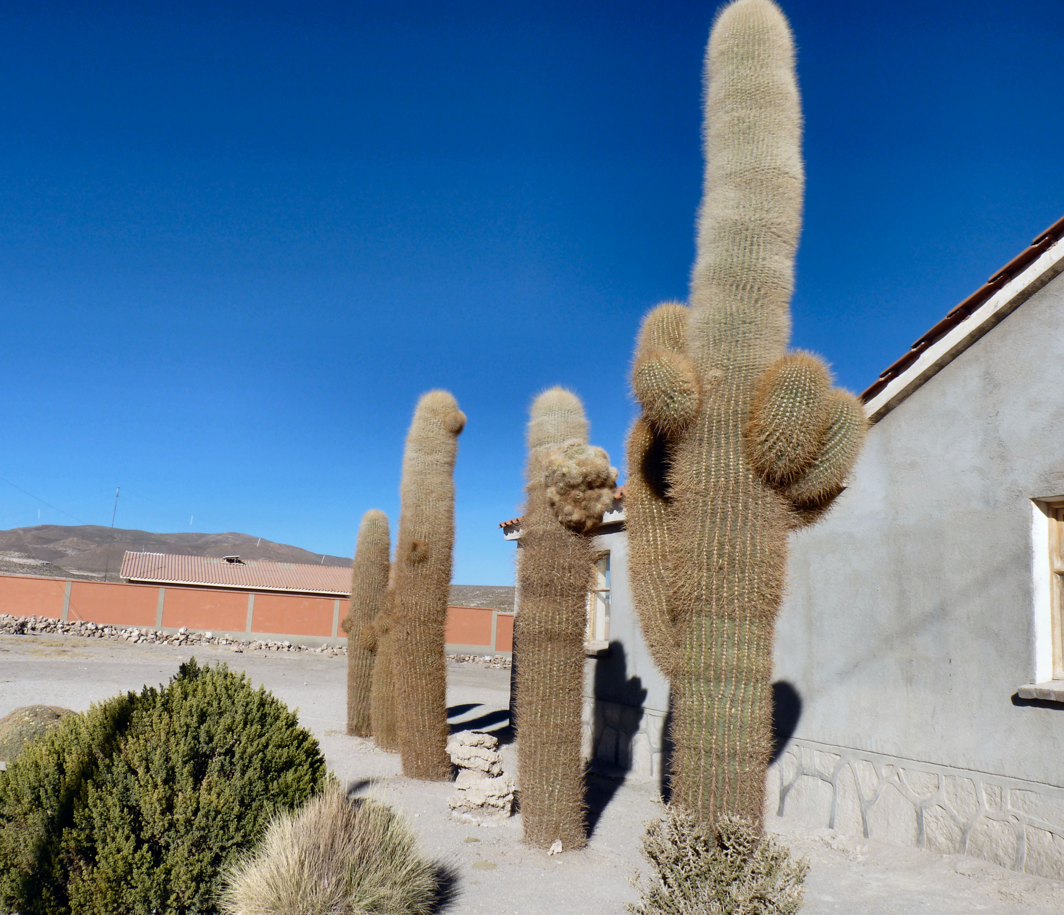 Nous nous rapprochons du Salar et de notre gite pour la deuxième nuit. Sur la route, des cactus géants et plusieurs fois centenaires