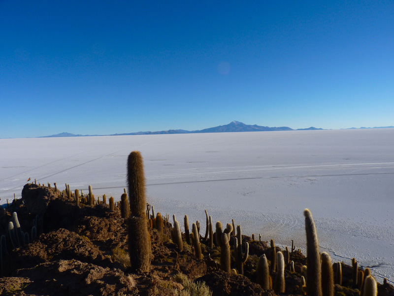 Dans cet univers arctique, l'incroyable surprise d'une colonie de cactus qui poussent depuis des centaines d'années sur un isolat écologique, l'île del Pescador 