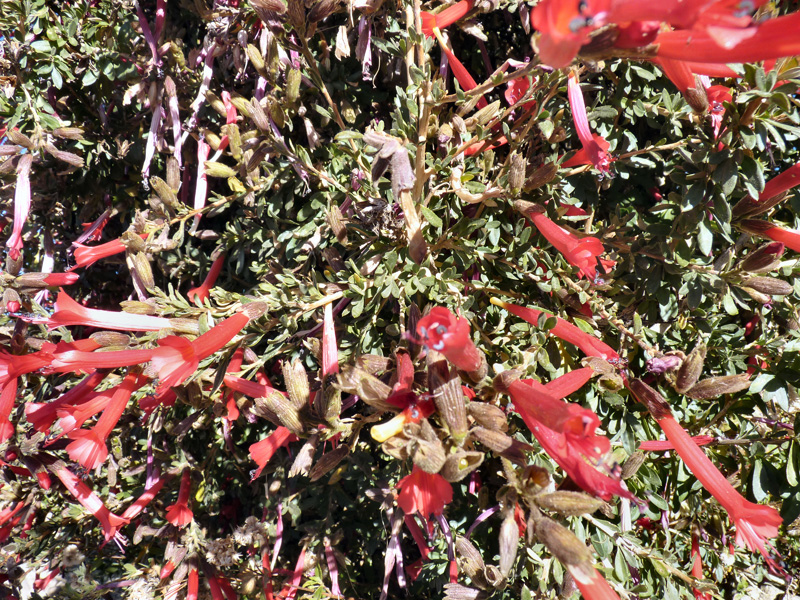 La cantuta (Cantuta Buxifolia) est la fleur nationale du Pérou et de la Bolivie. Les arbres font 2 à 3 m de haut. Elle est aussi appelée la fleur de l'Inca. 