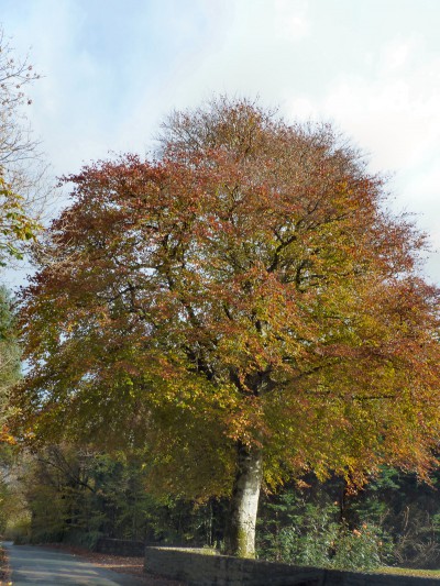 irlande-03-novembre-enr-web-800-041