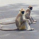 inde-sud-06-07-aout-mysore-enr-web-800-P1060165