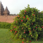 inde-sud-12-13-14-juillet-madras-mammalapuram-enr-web-800-P1000993