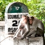 inde-sud-23-juillet-munnar-enr-web-800-P1020855