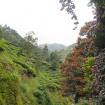 inde-sud-23-juillet-munnar-enr-web-800-P1020941