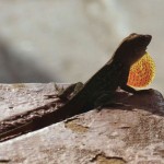 cuba-faune-flore-04-2015-P1590904-enr-web-800